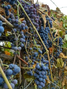 Винограда конце октября