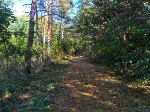 дорога на верх через лес